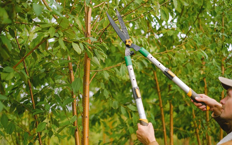 Tree trimming in Paulsboro, NJ